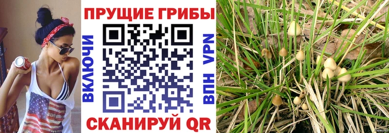 omg зеркало  Люберцы  Псилоцибиновые грибы Cubensis 